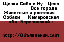Щенки Сиба и Ну › Цена ­ 35000-85000 - Все города Животные и растения » Собаки   . Кемеровская обл.,Березовский г.